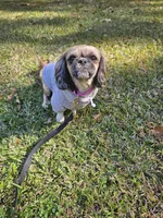 Lulu , a female Shih Tzu for sale in Monroe, NC – 5 of 9