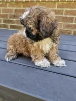 Betty- (AKC), a female Shih Tzu for sale in Monroe, NC – 4 of 5