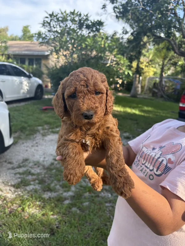 Nala Mini Goldendoodles  – Miniature Goldendoodle puppy for sale in West Palm Beach, FL