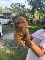 Nala Mini Goldendoodles , a female Miniature Goldendoodle for sale in West Palm Beach, FL – 1 of 1