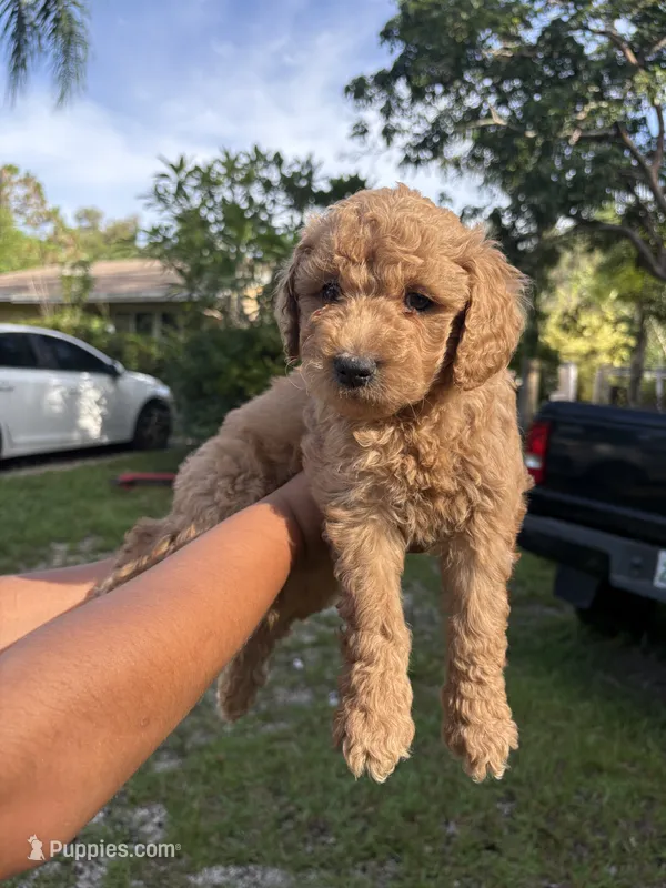 Nina Mini Goldendoodles  – Miniature Goldendoodle puppy for sale in West Palm Beach, FL