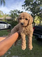 Nina Mini Goldendoodles , a female Miniature Goldendoodle for sale in West Palm Beach, FL – 1 of 1