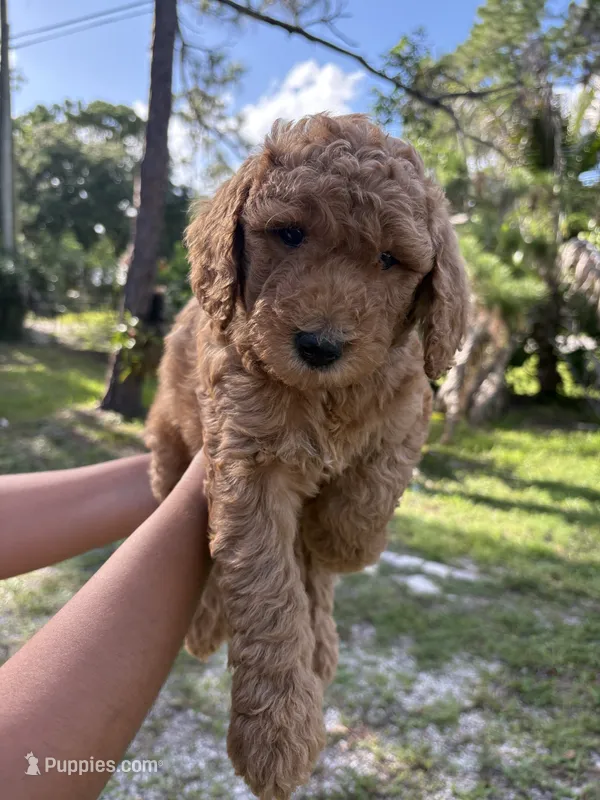 Navi Mini Goldendoodles  – Miniature Goldendoodle puppy for sale in West Palm Beach, FL