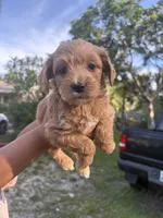 Neli Mini Goldendoodle, a female Miniature Goldendoodle for sale in West Palm Beach, FL – 1 of 1