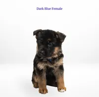 Dark Blue Collar, a female German Shepherd Dog for sale in Kamas, UT – 2 of 4
