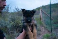 Purple Collar, a female German Shepherd Dog for sale in Kamas, UT – 2 of 6