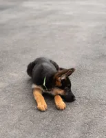 Stella, a female German Shepherd Dog for sale in Kamas, UT – 7 of 9