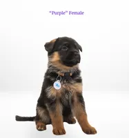 Purple Collar, a female German Shepherd Dog for sale in Kamas, UT – 3 of 4