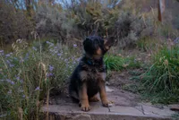 Dark Blue Collar, a female German Shepherd Dog for sale in Kamas, UT – 2 of 6