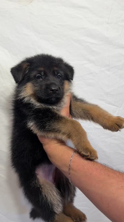 Light Blue Collar, a female German Shepherd Dog for sale in Kamas, UT – 4 of 4