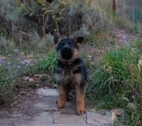 Brown Collar, a female German Shepherd Dog for sale in Kamas, UT – 2 of 8