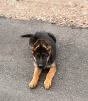Stella, a female German Shepherd Dog for sale in Kamas, UT – 8 of 9