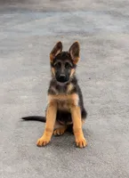 Nala, a female German Shepherd Dog for sale in Kamas, UT – 1 of 8
