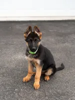 Stella, a female German Shepherd Dog for sale in Kamas, UT – 9 of 9