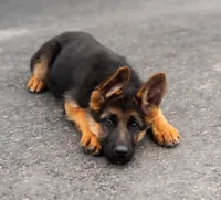 Nala, a female German Shepherd Dog for sale in Kamas, UT – 7 of 8