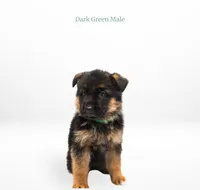 Dark Green Collar, a male German Shepherd Dog for sale in Kamas, UT – 3 of 4