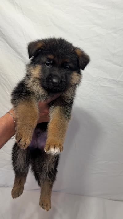 Dark Green Collar, a male German Shepherd Dog for sale in Kamas, UT – 4 of 4