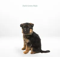 Dark Green Collar, a male German Shepherd Dog for sale in Kamas, UT – 1 of 4