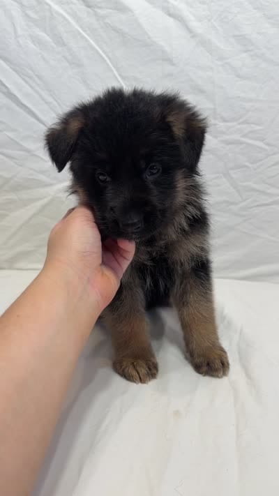 Light Green Collar, a female German Shepherd Dog for sale in Kamas, UT – 5 of 5