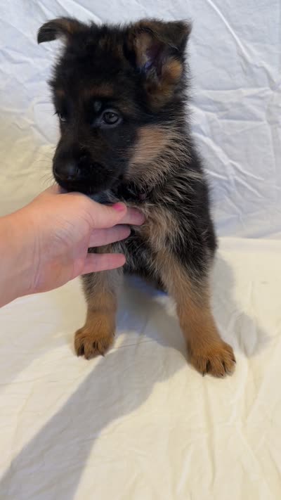 Brown Collar, a female German Shepherd Dog for sale in Kamas, UT – 5 of 5