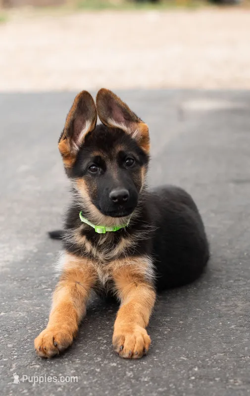 Stella, a female German Shepherd Dog for sale in Kamas, UT – 1 of 9