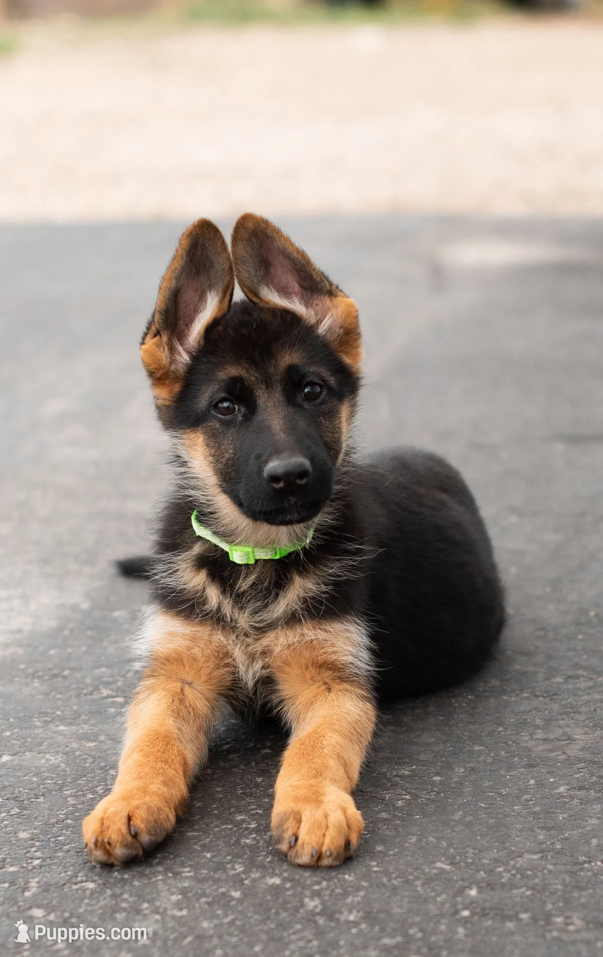 Stella, a female German Shepherd Dog for sale in Kamas, UT – 1 of 9