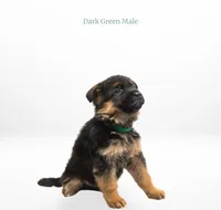 Dark Green Collar, a male German Shepherd Dog for sale in Kamas, UT – 2 of 4