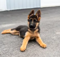 Nala, a female German Shepherd Dog for sale in Kamas, UT – 2 of 8
