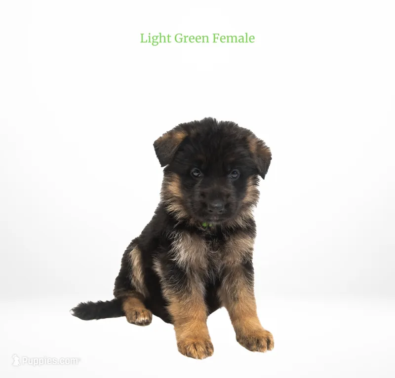 Light Green Collar – German Shepherd Dog puppy for sale in Kamas, UT
