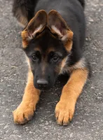 Stella, a female German Shepherd Dog for sale in Kamas, UT – 4 of 9
