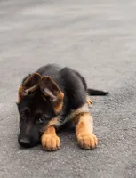 Stella, a female German Shepherd Dog for sale in Kamas, UT – 3 of 9