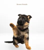 Brown Collar, a female German Shepherd Dog for sale in Kamas, UT – 3 of 5