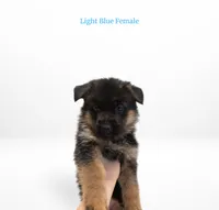 Light Blue Collar, a female German Shepherd Dog for sale in Kamas, UT – 1 of 4