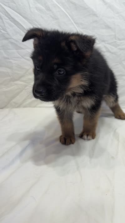 Dark Blue Collar, a female German Shepherd Dog for sale in Kamas, UT – 4 of 4