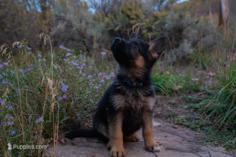 Dark Blue Collar – German Shepherd Dog puppy for sale in Kamas, UT