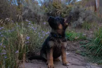 Dark Blue Collar, a female German Shepherd Dog for sale in Kamas, UT – 1 of 6