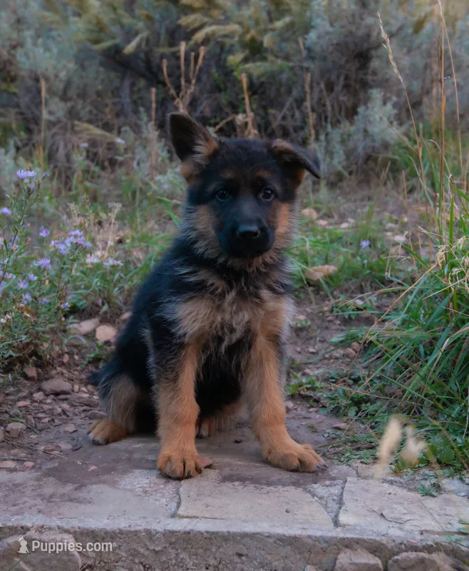 Brown Collar – German Shepherd Dog puppy for sale in Kamas, UT