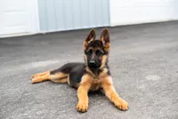 Nala, a female German Shepherd Dog for sale in Kamas, UT – 8 of 8