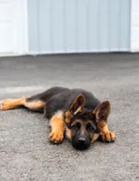 Nala, a female German Shepherd Dog for sale in Kamas, UT – 6 of 8