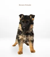 Brown Collar, a female German Shepherd Dog for sale in Kamas, UT – 2 of 5