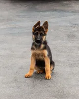 Nala, a female German Shepherd Dog for sale in Kamas, UT – 5 of 8