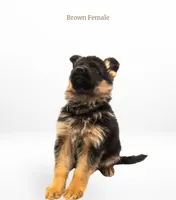 Brown Collar, a female German Shepherd Dog for sale in Kamas, UT – 4 of 5