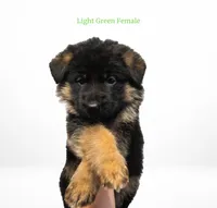 Light Green Collar, a female German Shepherd Dog for sale in Kamas, UT – 3 of 5