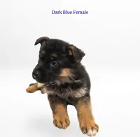 Dark Blue Collar, a female German Shepherd Dog for sale in Kamas, UT – 3 of 4