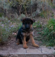 Brown Collar, a female German Shepherd Dog for sale in Kamas, UT – 3 of 8