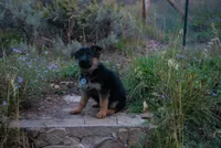 Light Blue Collar, a female German Shepherd Dog for sale in Kamas, UT – 2 of 6