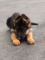 Stella, a female German Shepherd Dog for sale in Kamas, UT – 2 of 9