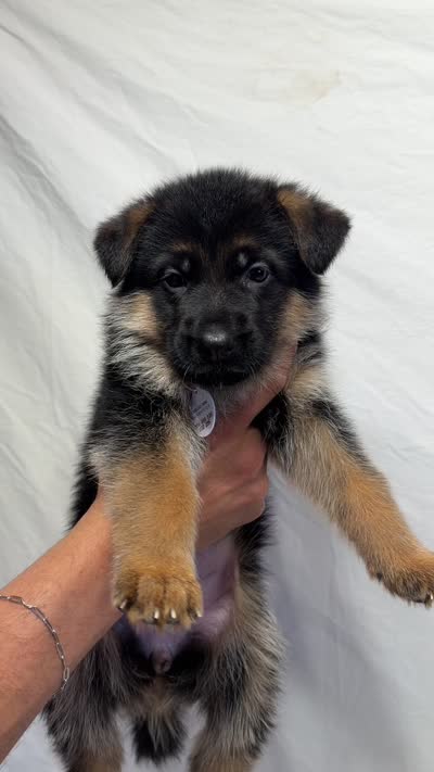 Purple Collar, a female German Shepherd Dog for sale in Kamas, UT – 4 of 4