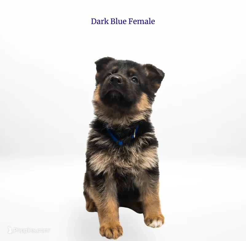Dark Blue Collar – German Shepherd Dog puppy for sale in Kamas, UT