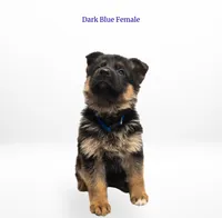 Dark Blue Collar, a female German Shepherd Dog for sale in Kamas, UT – 1 of 4